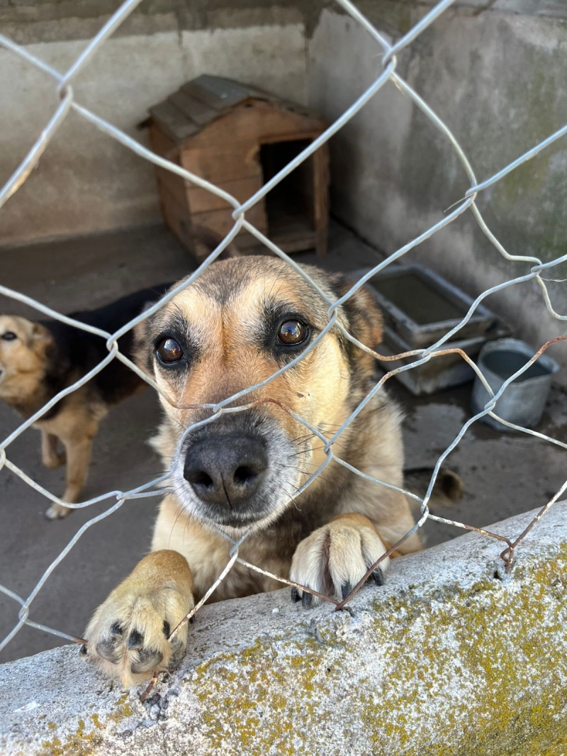 Un paraso para los perros